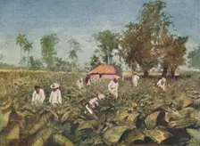 Tobacco Plantation, Cuba 1916. Artist: Claude Pratt