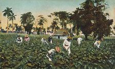 Tobacco plantation, Cuba, c1920s. Creator: Unknown