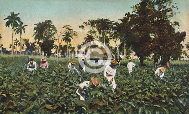 Tobacco plantation, Cuba, c1920s. Creator: Unknown.
