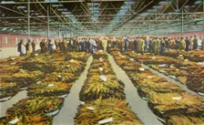 Tobacco Sale, an ever interesting Scene 1942. Creator: Unknown