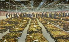 Tobacco Sale, an ever interesting Scene 1942. Creator: Unknown