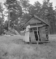Tobacco sharecropper's daughter getting eggs from hen's nest..., Person County, North Carolina, 1939 Creator: Dorothea Lange