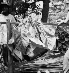 Tobacco strung on sticks, Granville County, North Carolina, 1939. Creator: Dorothea Lange