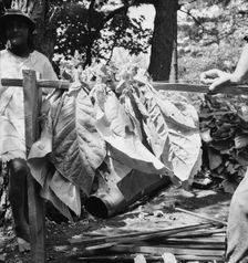 Tobacco strung on sticks, Granville County, North Carolina, 1939. Creator: Dorothea Lange
