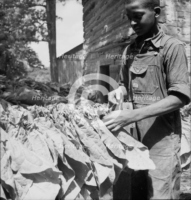 Tobacco strung on sticks, Granville County, North Carolina, 1939. Creator: Dorothea Lange.