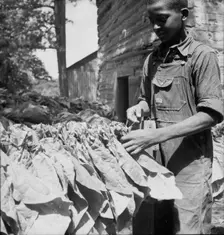 Tobacco strung on sticks, Granville County, North Carolina, 1939. Creator: Dorothea Lange