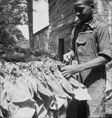 Tobacco strung on sticks, Granville County, North Carolina, 1939. Creator: Dorothea Lange