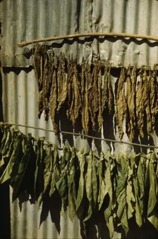 Tobacco string in the tobacco barn? vicinity of Barranquitas? Puerto Rico, 1942. Creator: Jack Delano