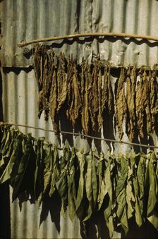 Tobacco string in the tobacco barn? vicinity of Barranquitas? Puerto Rico, 1942. Creator: Jack Delano