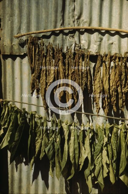 Tobacco string in the tobacco barn? vicinity of Barranquitas? Puerto Rico, 1942. Creator: Jack Delano.