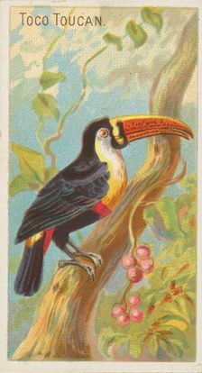 Toco Toucan, from the Birds of the Tropics series (N5) for Allen & Ginter Cigarettes Brands, 1889. Creator: Allen & Ginter