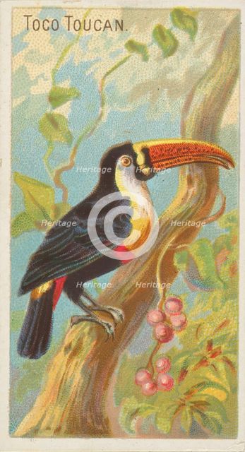 Toco Toucan, from the Birds of the Tropics series (N5) for Allen & Ginter Cigarettes Brands, 1889. Creator: Allen & Ginter.