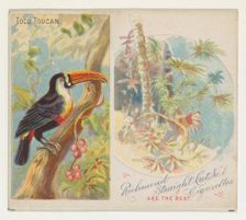Toco Toucan, from Birds of the Tropics series (N38) for Allen & Ginter Cigarettes, 1889. Creator: Allen & Ginter
