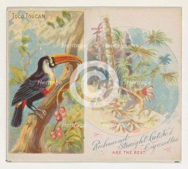 Toco Toucan, from Birds of the Tropics series (N38) for Allen & Ginter Cigarettes, 1889. Creator: Allen & Ginter.