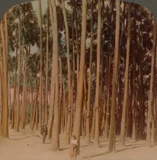Toddy palms 100 ft. tall, Pagan, Burma 1907. Artists: Elmer Underwood, Bert Elias Underwood