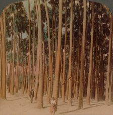 Toddy palms 100 ft. tall, Pagan, Burma 1907. Artists: Elmer Underwood, Bert Elias Underwood