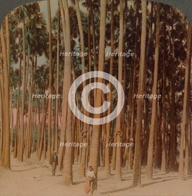 'Toddy palms 100 ft. tall, Pagan, Burma', 1907. Artists: Elmer Underwood, Bert Elias Underwood.