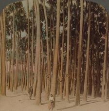 Toddy palms 100 ft. tall, Pagan, Burma 1907. Artists: Elmer Underwood, Bert Elias Underwood