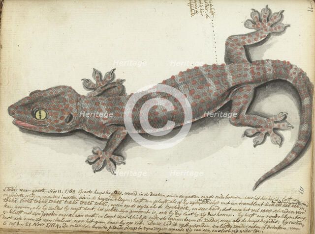 Tokay (Gekko gecko), 1784. Creator: Jan Brandes.