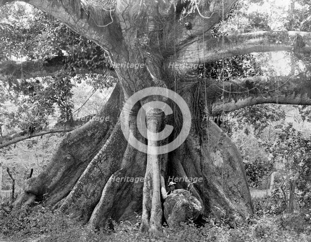 Tom Cringle's Cotton Tree, Spanish Town Road, Jamaica, c1905.Artist: Adolphe Duperly & Son