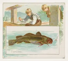 Tomcod, from Fish from American Waters series (N39) for Allen & Ginter Cigarettes, 1889. Creator: Allen & Ginter