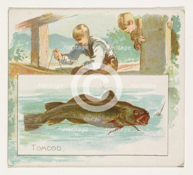 Tomcod, from Fish from American Waters series (N39) for Allen & Ginter Cigarettes, 1889. Creator: Allen & Ginter.