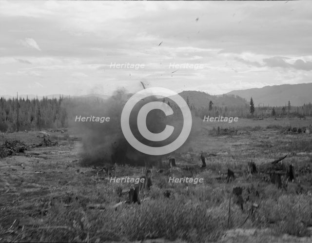 Tomarack stump is blasted, Bonner County, Idaho, 1939. Creator: Dorothea Lange.