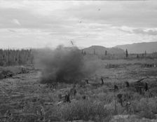 Tomarack stump is blasted, Bonner County, Idaho, 1939. Creator: Dorothea Lange