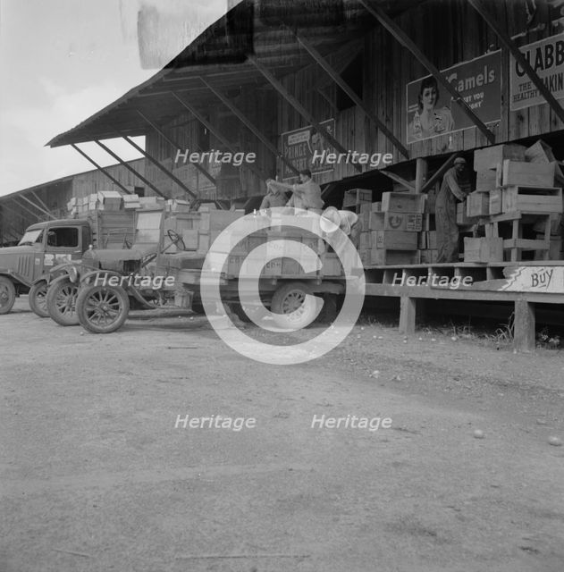 Tomato packing shed for packing and shipment north, Hazelhurst, Mississippi, 1937. Creator: Dorothea Lange.