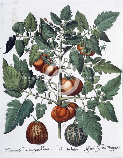 Tomatoes and melons, 1613. Artist: Unknown
