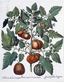 Tomatoes and melons, 1613