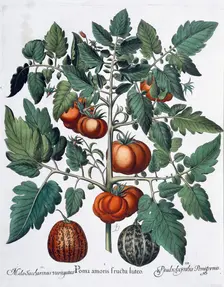 Tomatoes and melons, 1613. Creator: Unknown