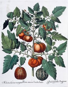 Tomatoes and melons, 1613. Creator: Unknown