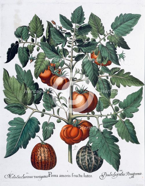Tomatoes and melons, 1613. Creator: Unknown.