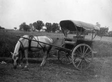 Tonga (horse cart), Muttra, India, 1917