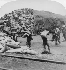 Tons upon tons of oats for Tommy's faithful friend De Aar, South Africa, Boer War, 1900.Artist: Underwood & Underwood