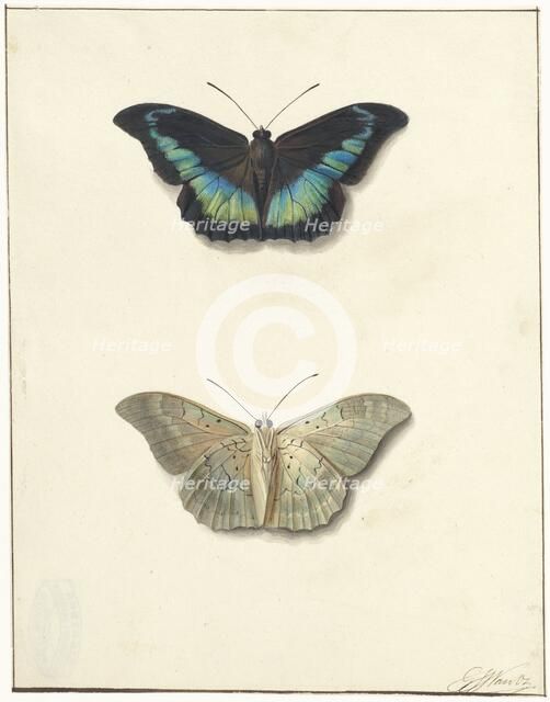 Top and bottom view of a butterfly, 1792-1861. Creator: Georgius Jacobus Johannes van Os.