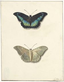 Top and bottom view of a butterfly, 1792-1861. Creator: Georgius Jacobus Johannes van Os