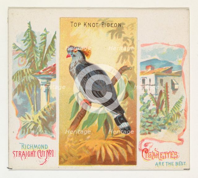 Top Knot Pigeon, from Birds of the Tropics series (N38) for Allen & Ginter Cigarettes, 1889. Creator: Allen & Ginter.