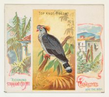 Top Knot Pigeon, from Birds of the Tropics series (N38) for Allen & Ginter Cigarettes, 1889. Creator: Allen & Ginter
