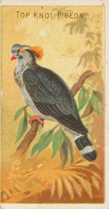 Top Knot Pigeon, from the Birds of the Tropics series (N5) for Allen & Ginter Cigarettes B..., 1889. Creator: Allen & Ginter
