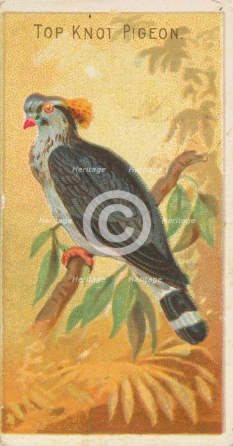 Top Knot Pigeon, from the Birds of the Tropics series (N5) for Allen & Ginter Cigarettes B..., 1889. Creator: Allen & Ginter.