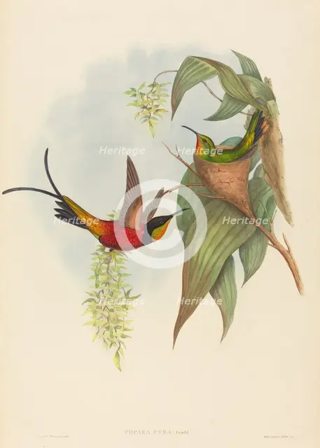 Topaza pyra (Fairy Topaz). Creators: John Gould, Henry Constantine Richter.