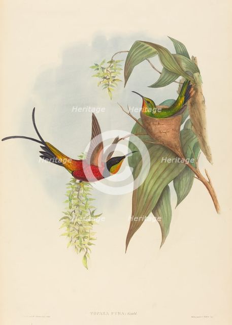 Topaza pyra (Fairy Topaz). Creators: John Gould, Henry Constantine Richter.