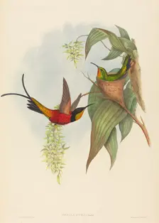 Topaza pyra (Fairy Topaz). Creators: John Gould, Henry Constantine Richter