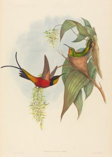 Topaza pyra (Fairy Topaz). Creators: John Gould, Henry Constantine Richter