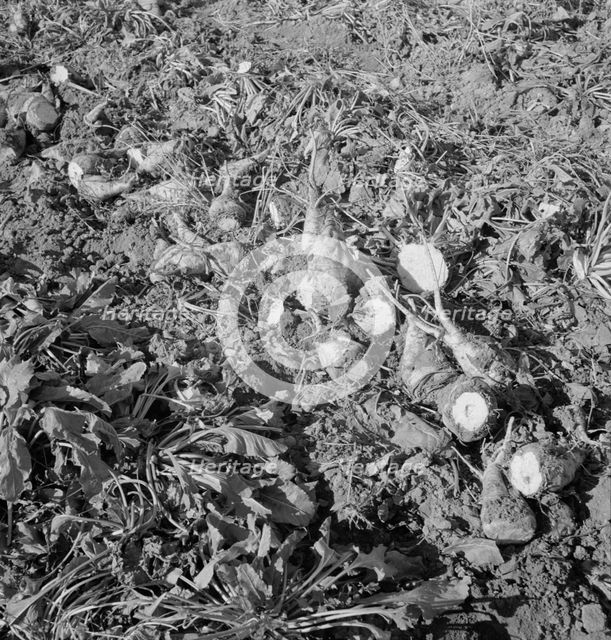 Topped sugar beets lying in field, near Nyssa, Malheur County, Oregon, 1939. Creator: Dorothea Lange.