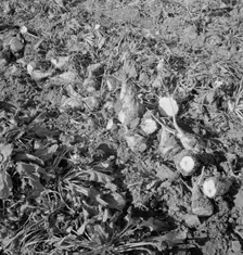 Topped sugar beets lying in field, near Nyssa, Malheur County, Oregon, 1939. Creator: Dorothea Lange