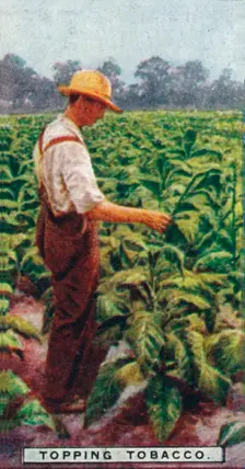 Topping Tobacco 1926