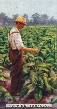 Topping Tobacco 1926